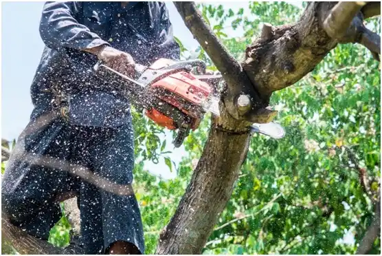 tree services Wisconsin Dells